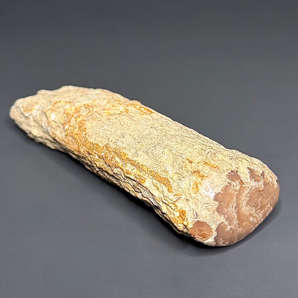 FO602 Petrified Wood Limb