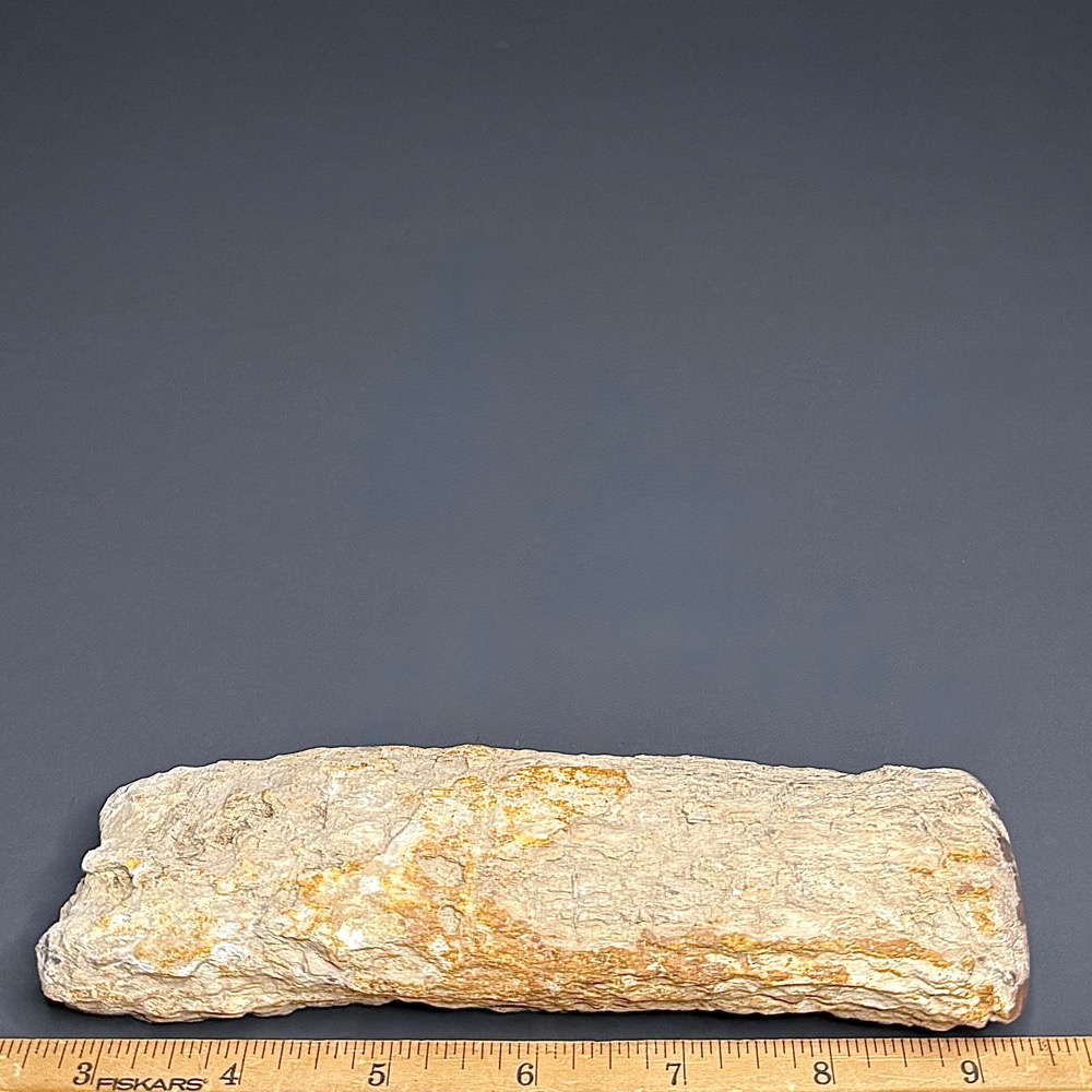 FO602 Petrified Wood Limb - Image 3