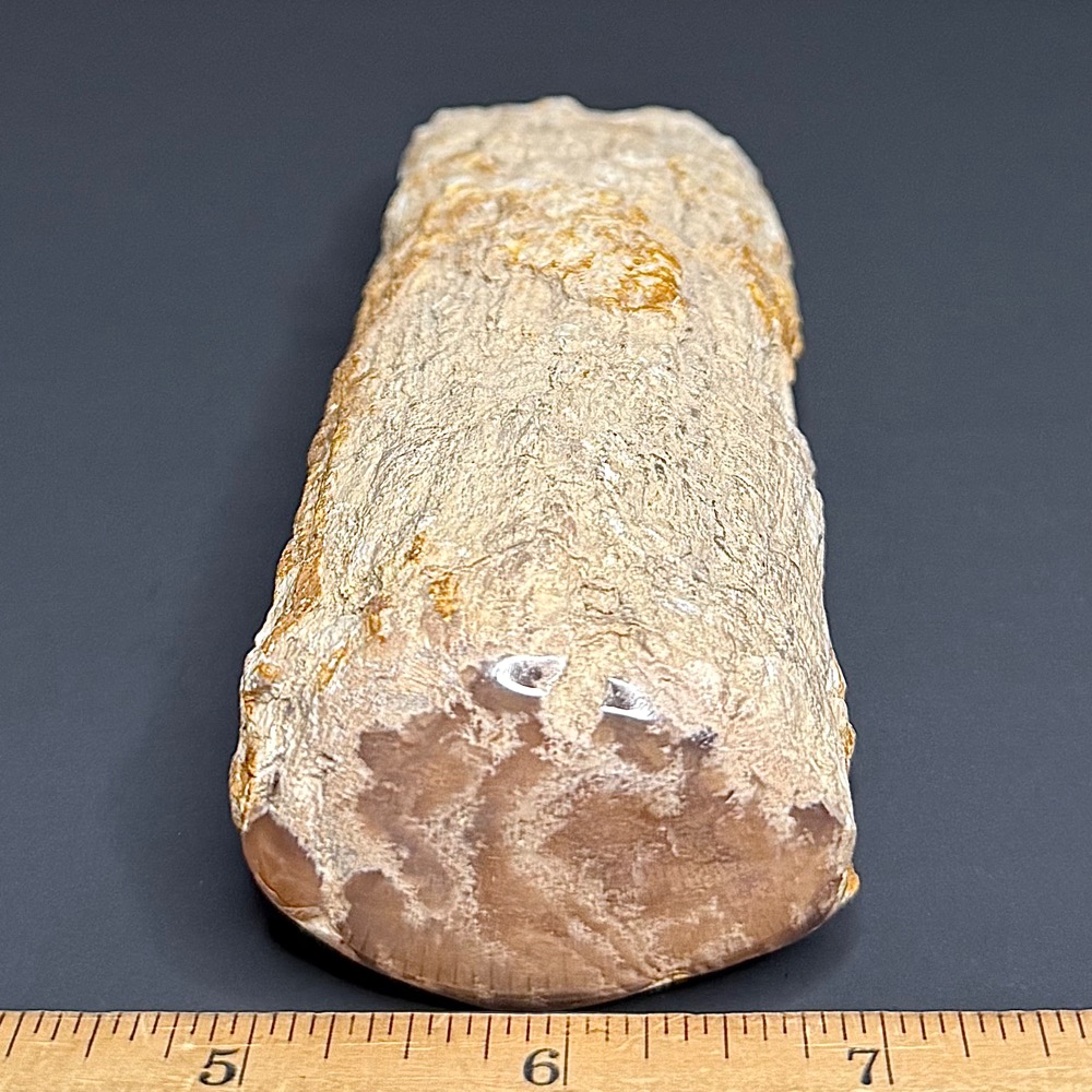 FO602 Petrified Wood Limb - Image 2