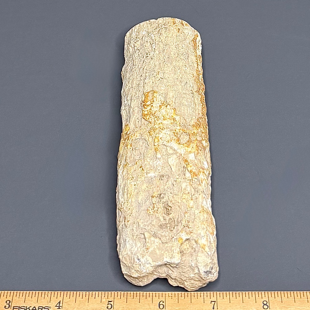 FO602 Petrified Wood Limb
