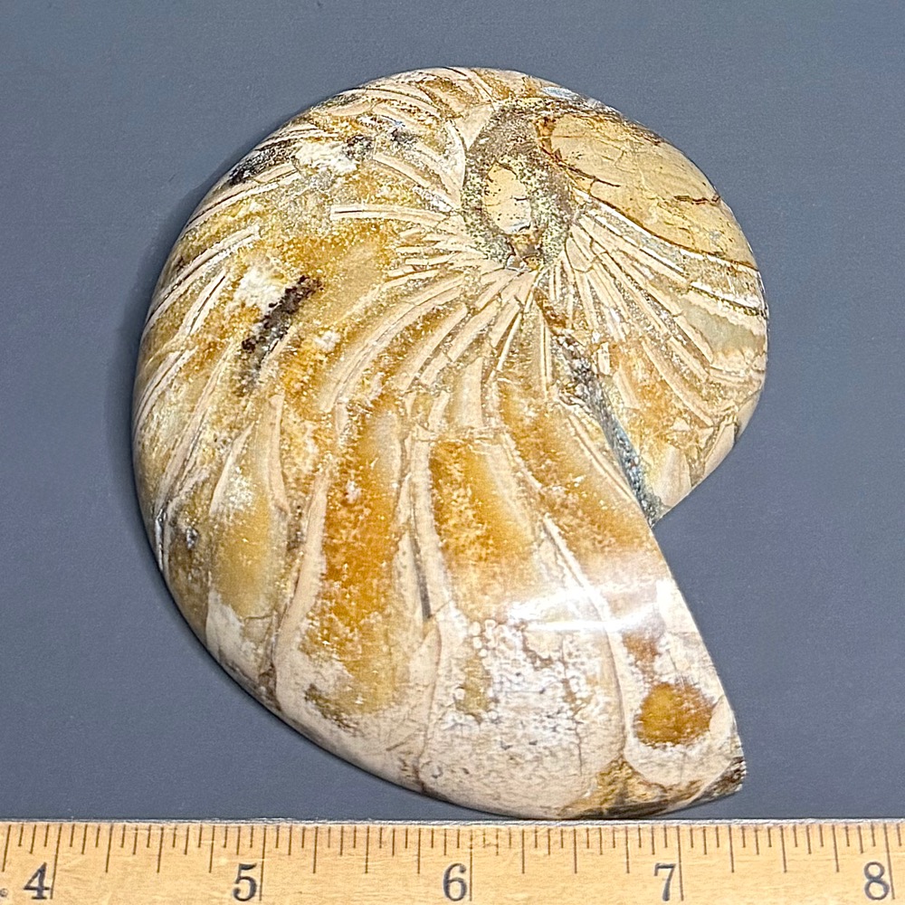 FO809 Ammonite Bowl - Image 3