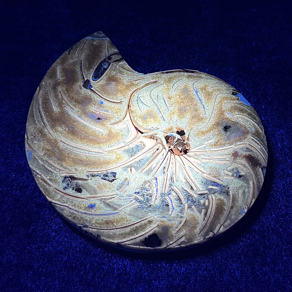 FO809 Ammonite Bowl