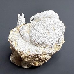 FO822 Fossil Crab