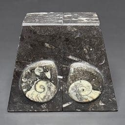 BK112 Geisonoceras Bookends