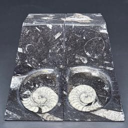 BK308 Geisonoceras Bookends