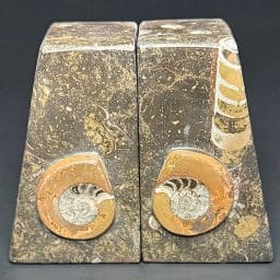 BK403 Geisonoceras Bookends