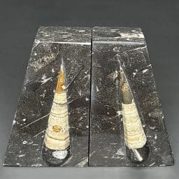 BK809 Orthoceras Bookends