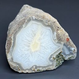 PW107 Dubois Blue Petrified Wood
