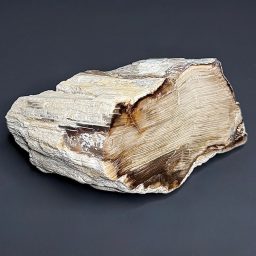 PW209 Pacific Northwest Petrified Wood