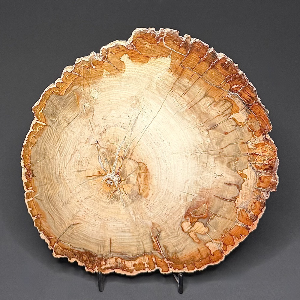 PW302 Madagascar Petrified Wood Slab
