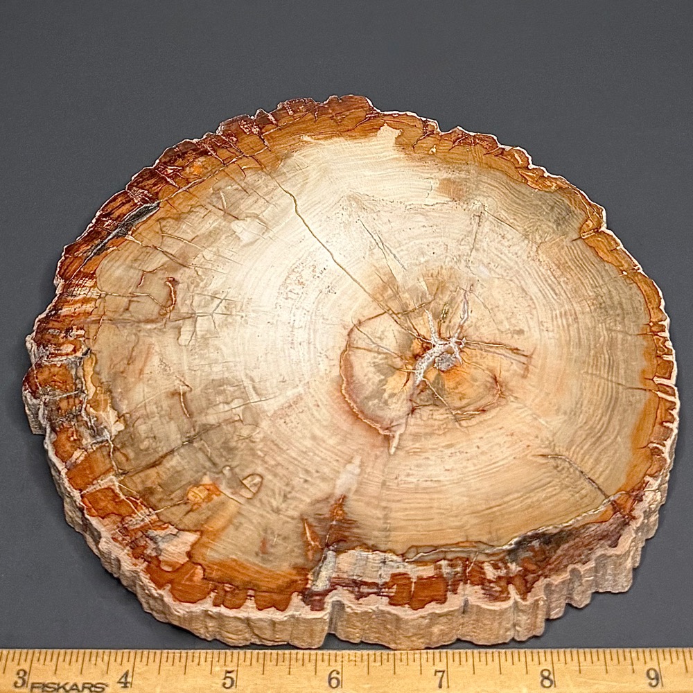 PW302 Madagascar Petrified Wood Slab