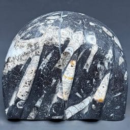 CL303 Chipped Orthoceras Bookends