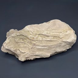 GR114 South Dakota Petrified Wood