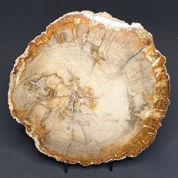 PW208 Madagascar Petrified Wood