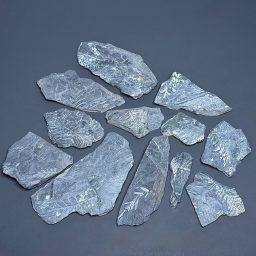 CL304 Fossil Ferns