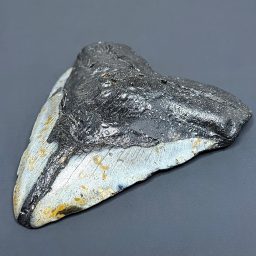 GAL403 MEGALODON SHARK TOOTH FOSSIL