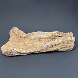 GAL503 SOUTH DAKOTA PETRIFIED DRIFTWOOD