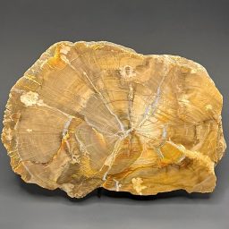 GAL504 SOUTH DAKOTA PETRIFIED WOOD