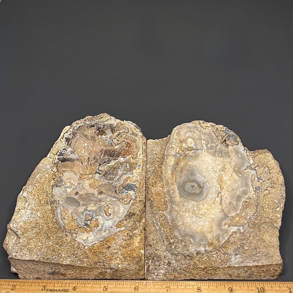 GAL520 EDEN VALLEY PETRIFIED WOOD - Image 2