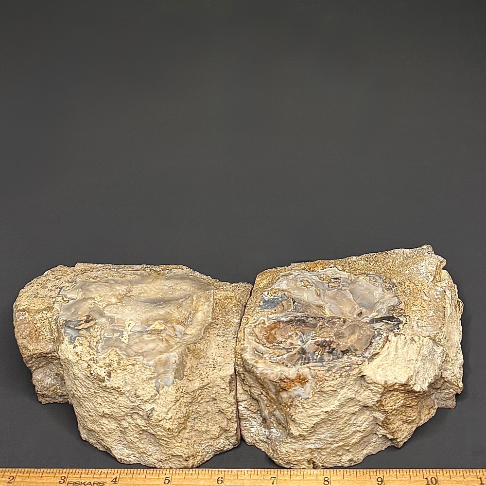 GAL520 EDEN VALLEY PETRIFIED WOOD - Image 3