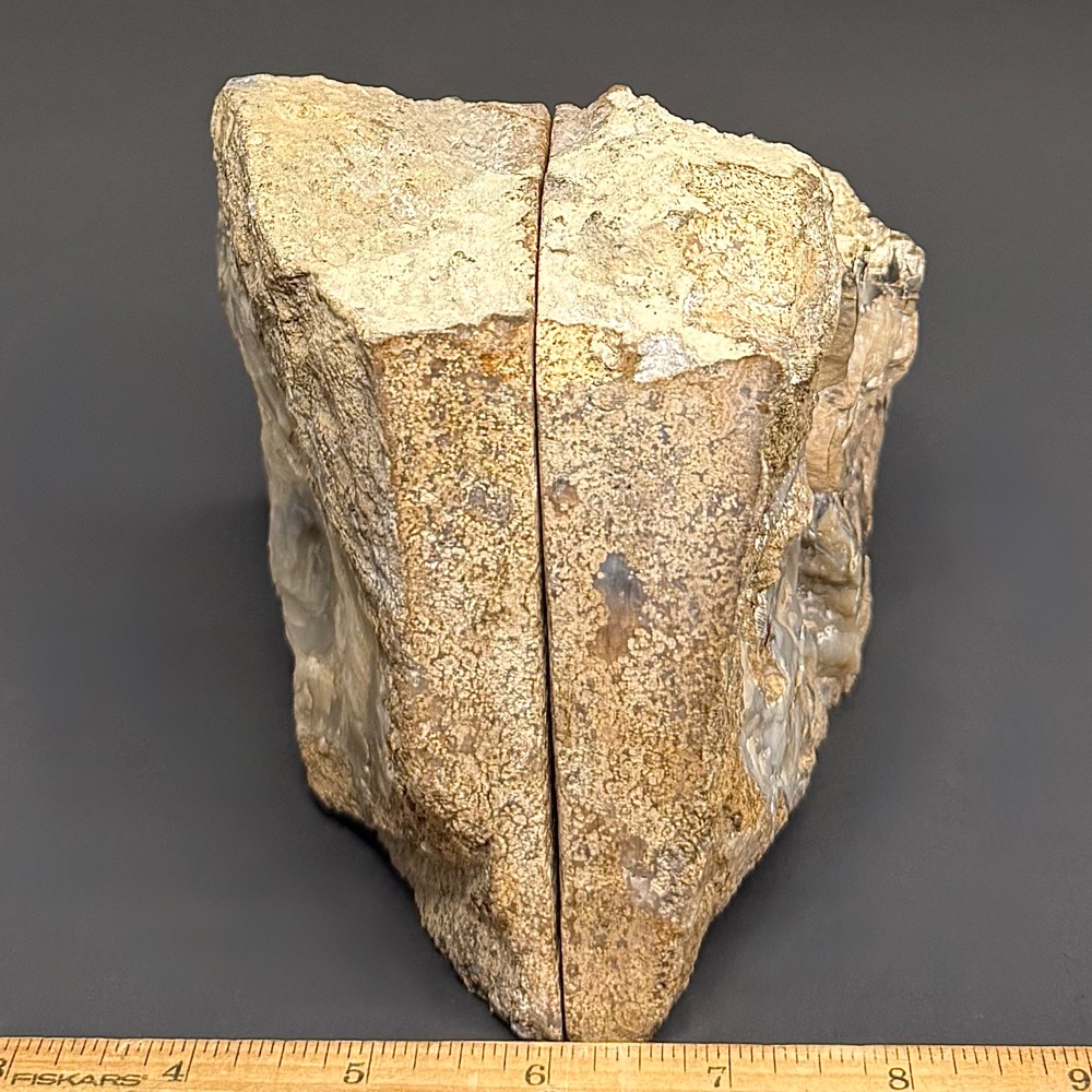 GAL520 EDEN VALLEY PETRIFIED WOOD - Image 5