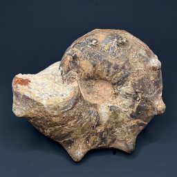 GAL201 EUHOPLITE AMMONITE