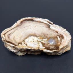PW305 Pacific Northwest Petrified Wood