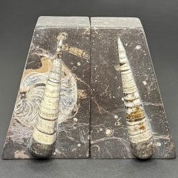 BK100 Orthoceras Bookends