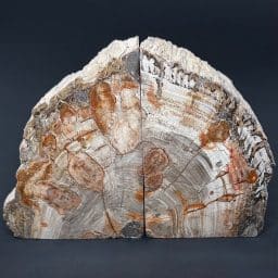 BK204 Madagascar Petrified Wood Bookends