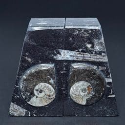 BK707 Geisonoceras Bookends