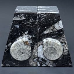 CL314 Chipped Geisonoceras Bookends