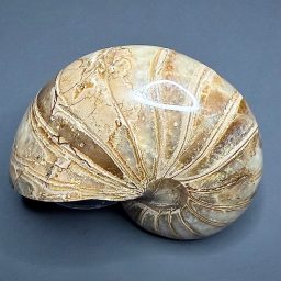 FO118 Nautiloid