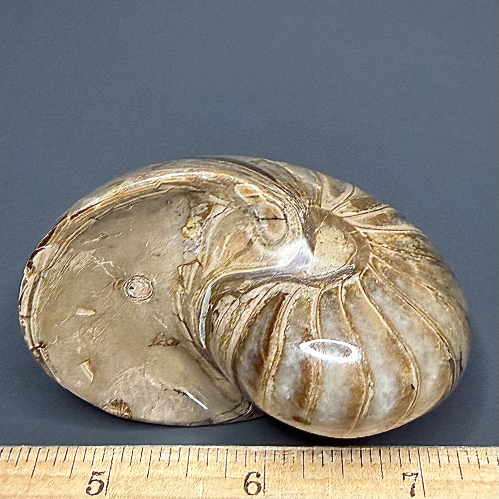 FO118 Nautiloid - Image 2