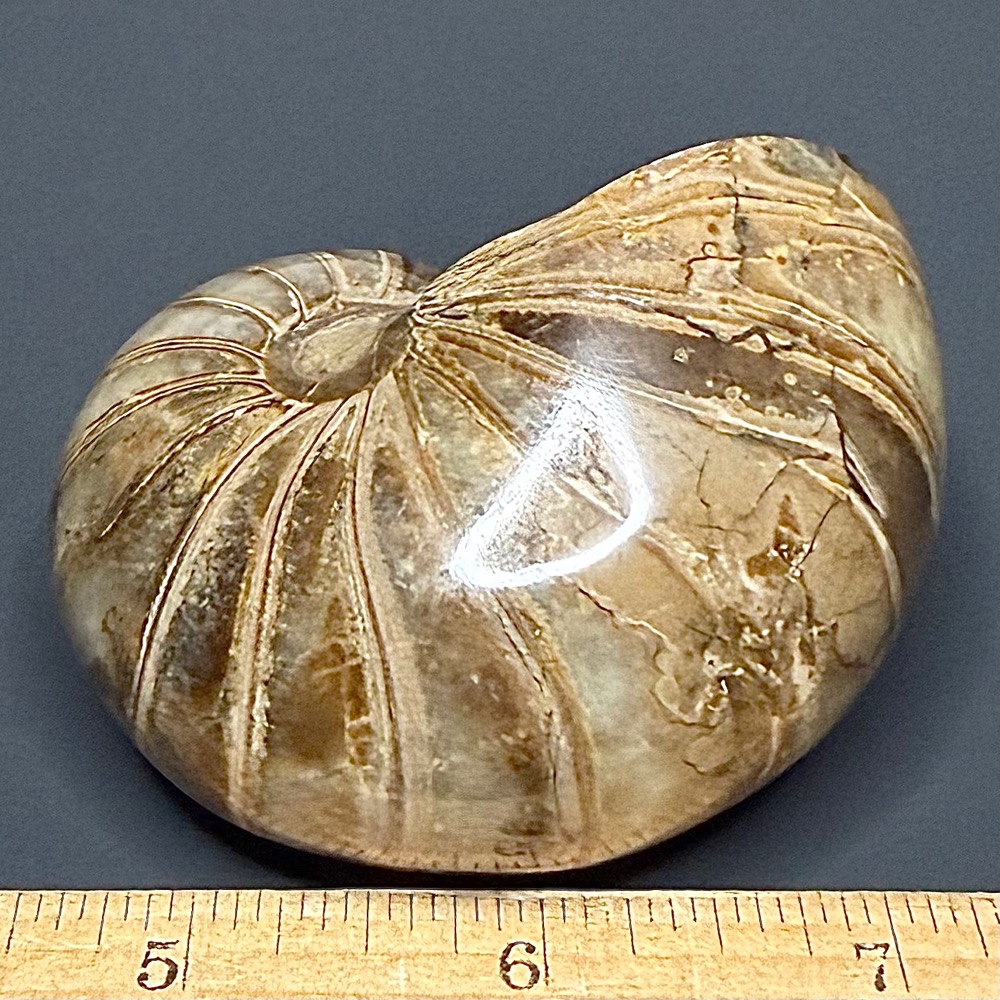 FO118 Nautiloid - Image 3