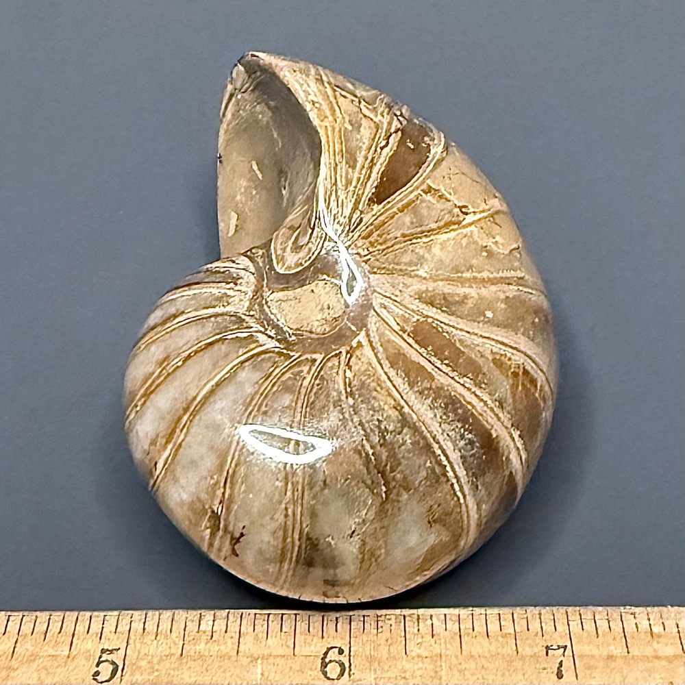 FO118 Nautiloid - Image 4