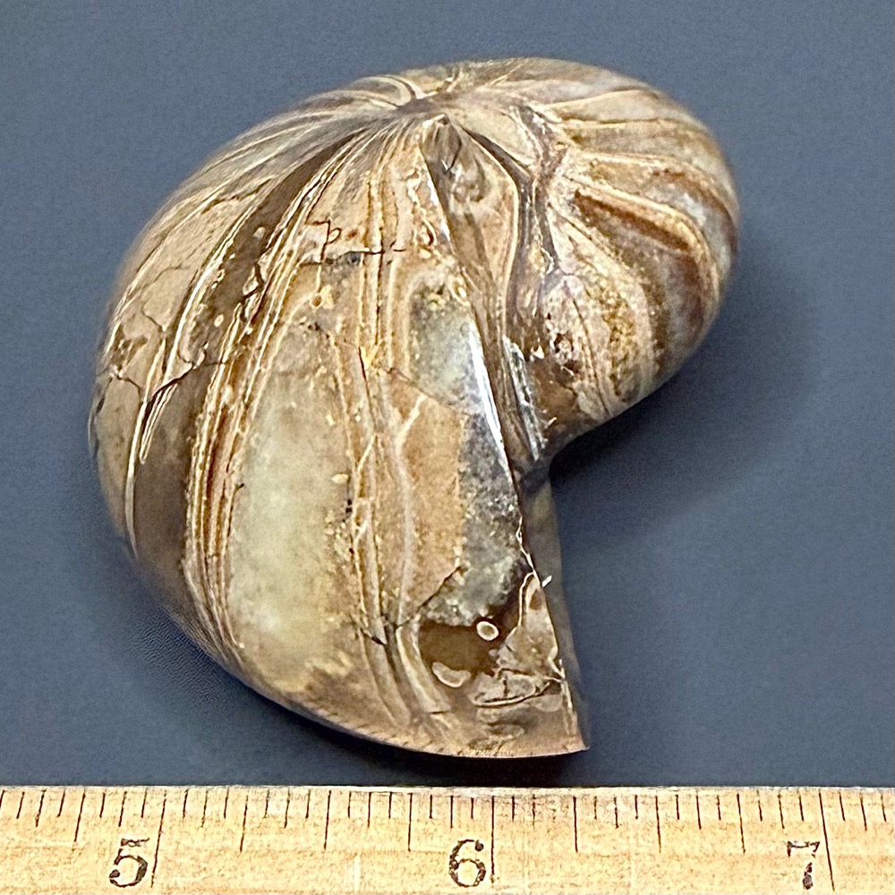FO118 Nautiloid
