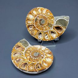 FO314 Ammonite Set