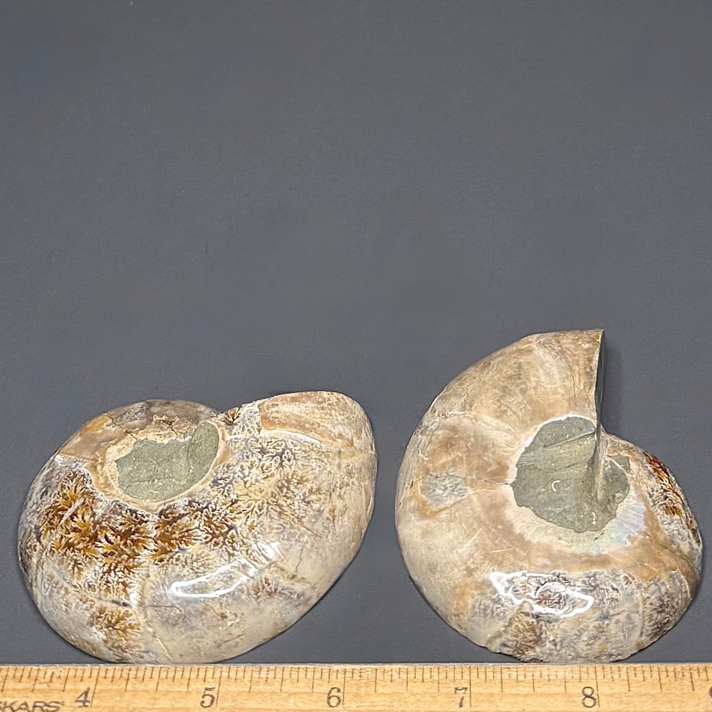 FO314 Ammonite Set - Image 2
