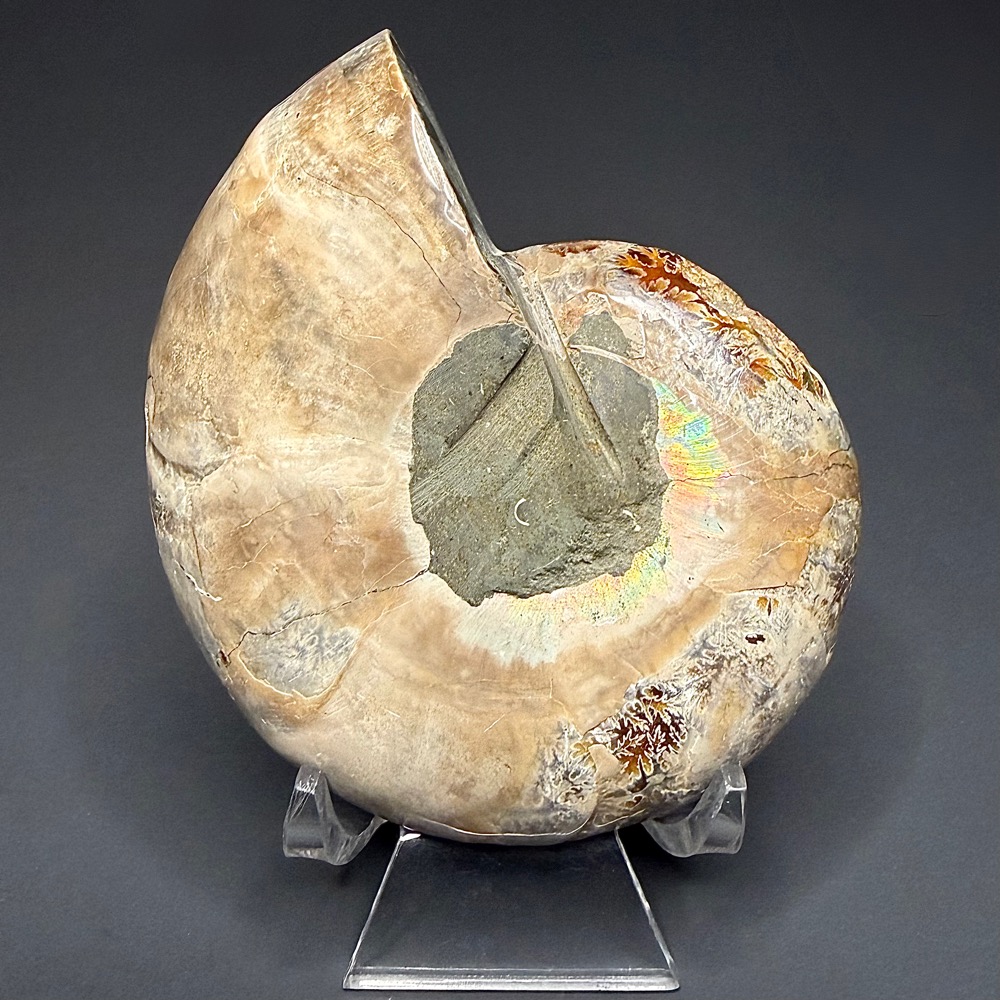 FO314 Ammonite Set - Image 3