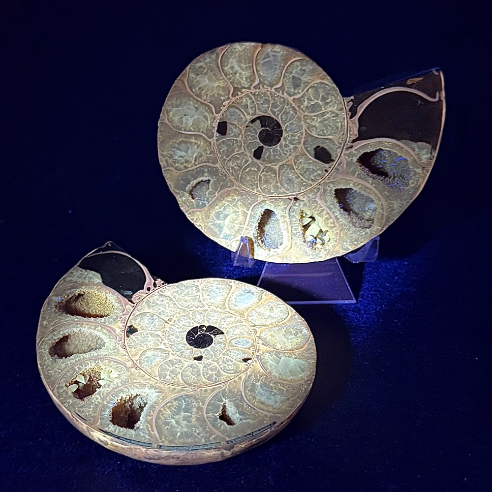 FO314 Ammonite Set