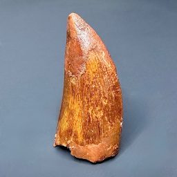 FO404 Carcharodontosaurs Fossil Tooth