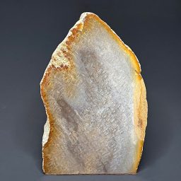 FO502 Fossil Coral
