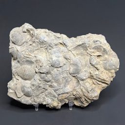 FO407 Brachiopod