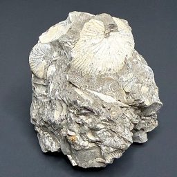 FO814 Ammonite