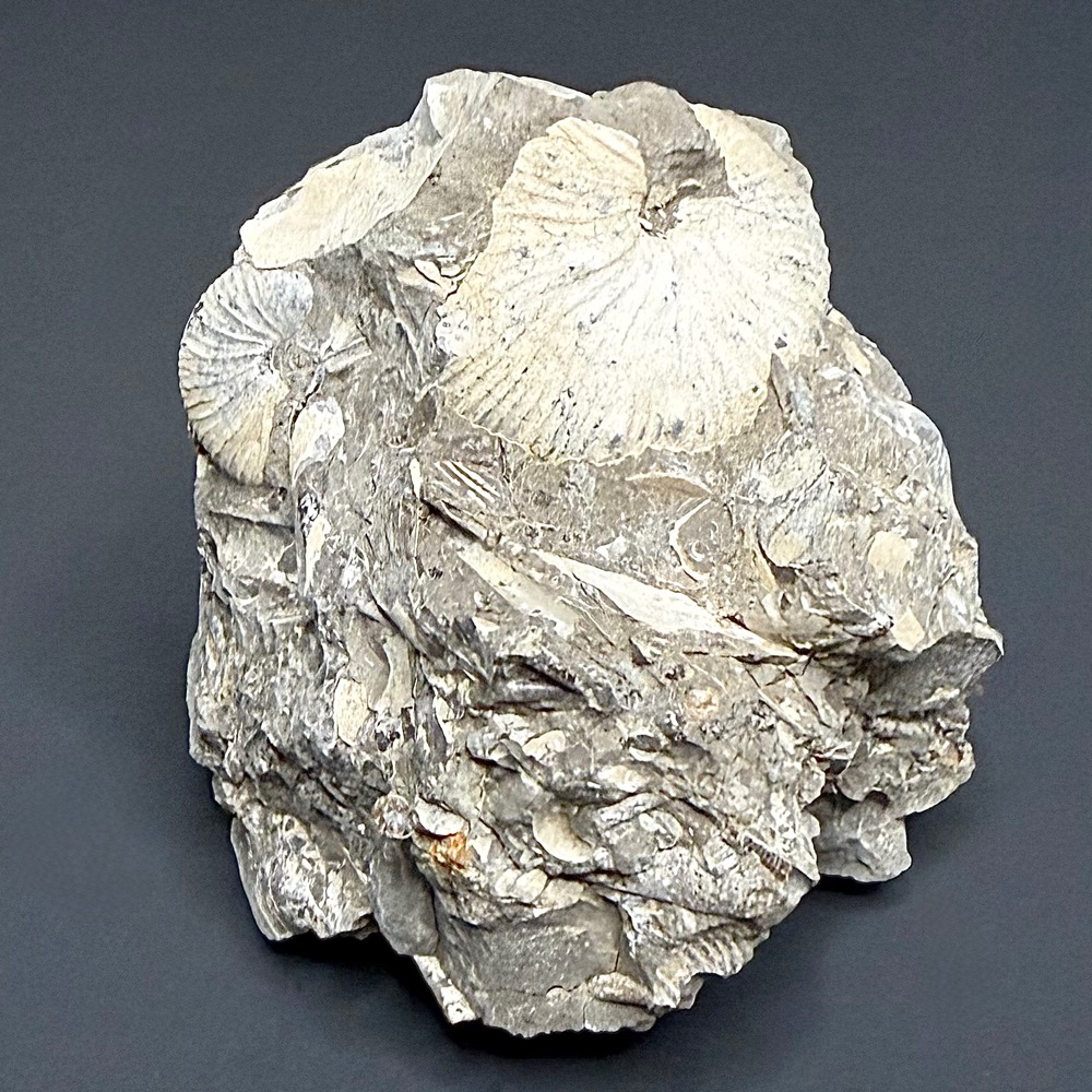 FO814 Ammonite