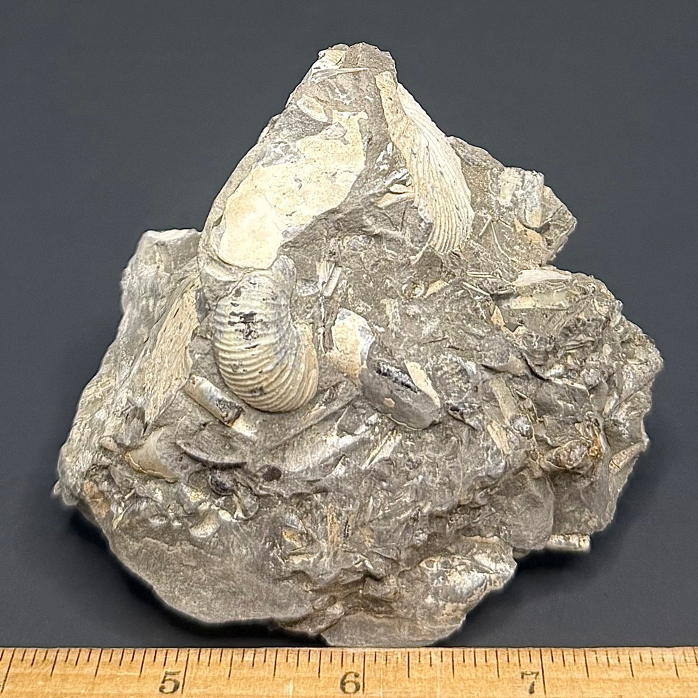 FO814 Ammonite - Image 2