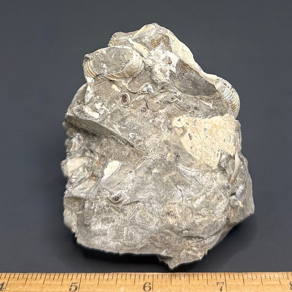 FO814 Ammonite - Image 3