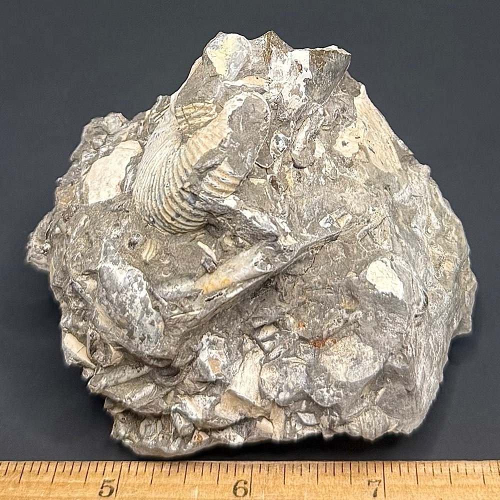FO814 Ammonite
