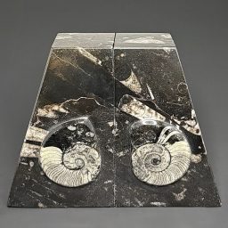 BK403 Geisonoceras Bookends