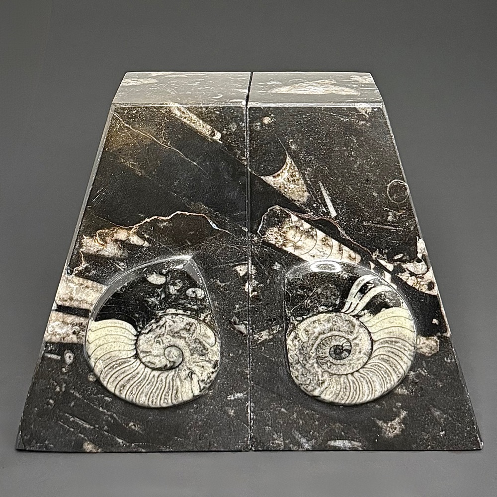 BK403 Geisonoceras Bookends